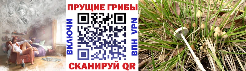 Галлюциногенные грибы Psilocybine cubensis  закладка  Элиста 